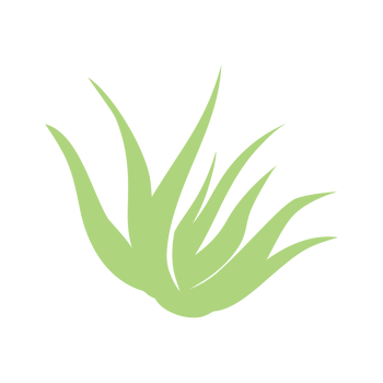 Aloe