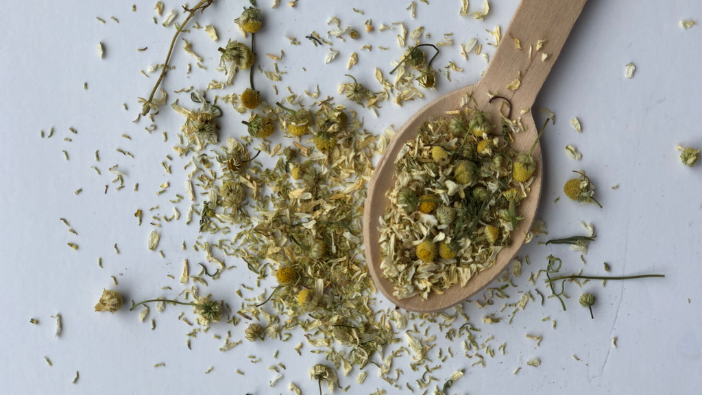 Get to Know the Herb Chamomile Why We Use it! Motherlove Herbal Company