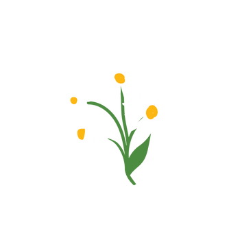 Chamomile