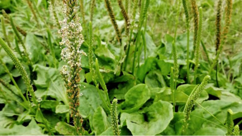 Plantain: A Fantastic Herb and Nature's Band-Aid