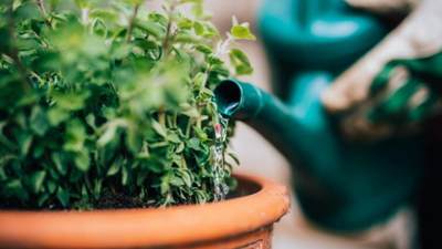 Gifts to teach kids about the wonders of herbs!