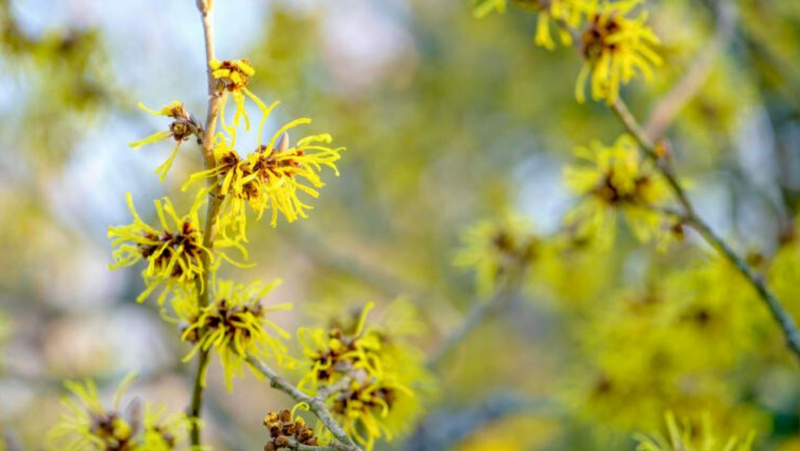 Witch Hazel can be a Mom's Best Friend