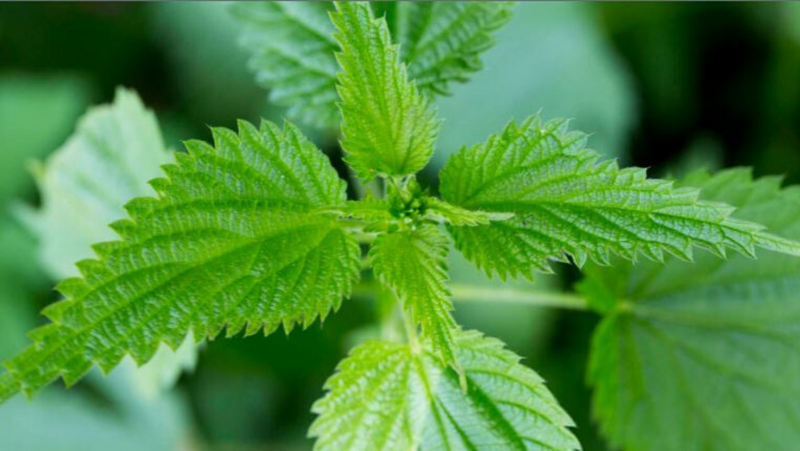Nettle Leaf: A Friend to your Breast Milk Supply