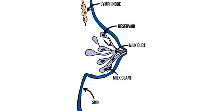 How Is Breast Milk Made?