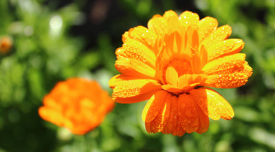 Calendula: The Sunshine Herb