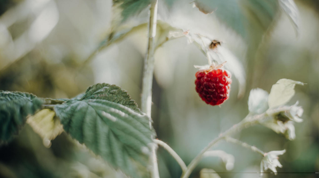 Taking Raspberry Leaves While Pregnant